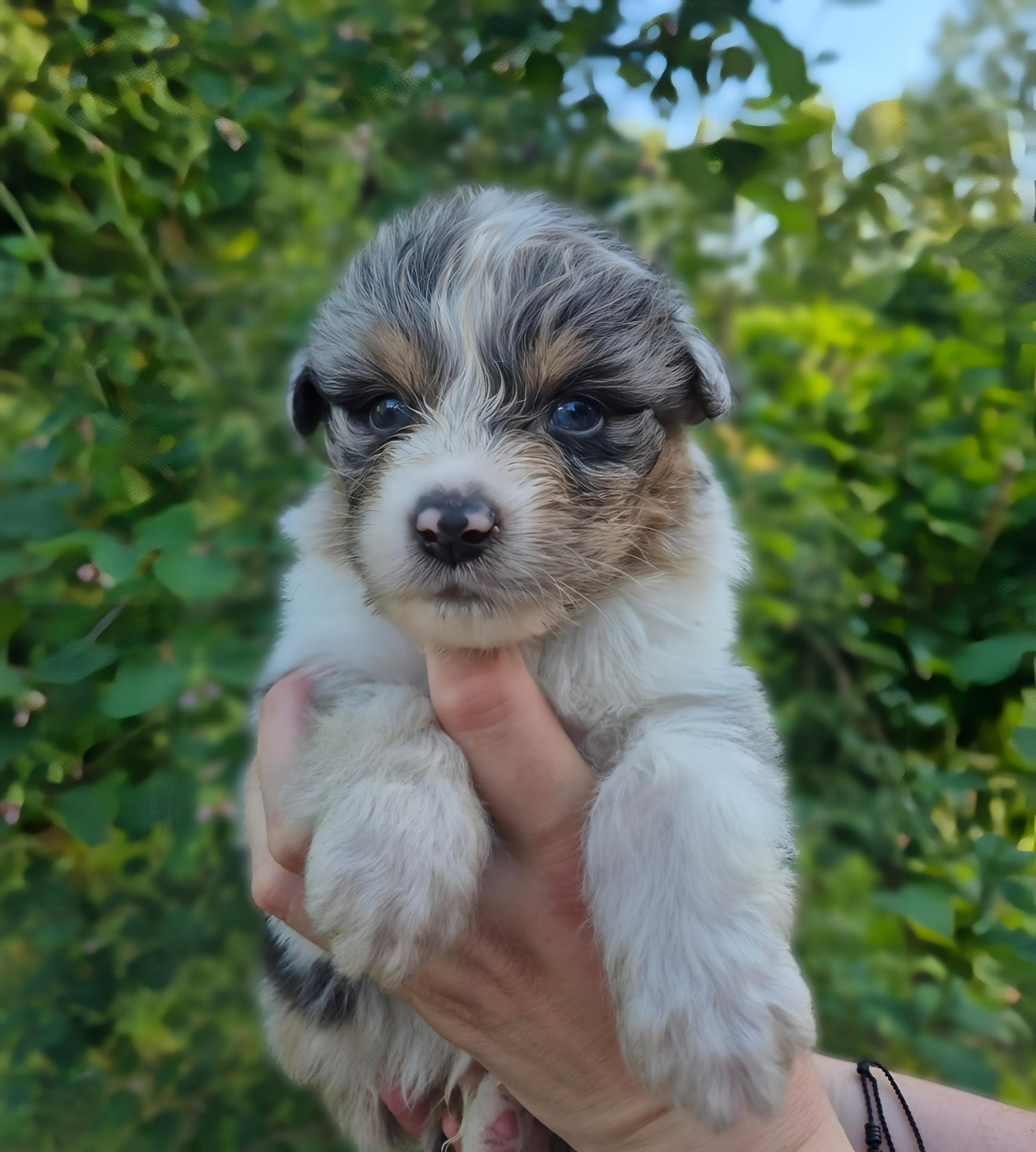 Chiot Berger Australien de l'élevage Des Regards Brûlants